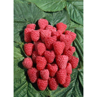 Rubus idaeus ´Polka´ / Červená malina, K9
