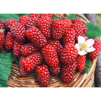 Rubus fruticosus ´Tayberry Buckingham´ / Malinočernica, 20-30 cm, K11