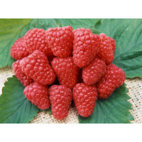 Rubus idaeus ´Heritage´ / Malina červená, 80/100, K12