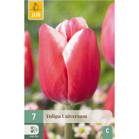 Tulipa ´Universum´ / Tulipán, bal. 7 ks, 11/12