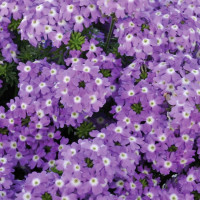 Verbena Vera® Lavender  / Verbena fialová, K7