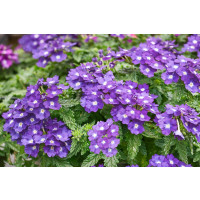 Verbena WFL® Estrella Imperial Blue / Verbena modrá s bielou hviezdou, bal. 6 ks, 6xK7