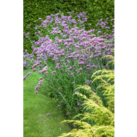 Verbena bonariensis / Železník argentínsky , C1