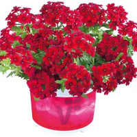Verbena Vectura®´Dark Red´ / Verbena kompaktná, K7