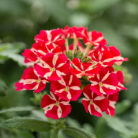 Verbena x peruviana Voodoo® ´Red Star´ / Verbena, bal. 6 ks sadbovačov
