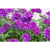 Verbena pac® Vera Deep Blue / Verbena fialovomodrá, bal. 6 ks, 6x K7