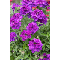 Verbena pac® Vera Deep Blue / Verbena fialovomodrá, bal. 3 ks, 3x K7