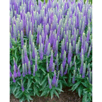 Veronica spicata ´Ulster Dwarf  Blue´ / Veronika klasnatá, K9