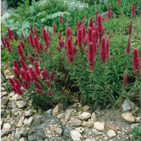 Veronica spicata ´Heidekind Rosea´ / Veronika klasnatá ružová, C1,5