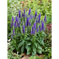 Veronica spicata ´Ulster Dwarf  Blue´ / Veronika klasnatá, K9