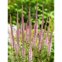 Veronicastrum virginicum ´Erika´ / Veronikastrum, C1
