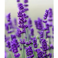 Lavandula angustifolia Vienco® ´Purple´/ Levanduľa úzkolistá, K9