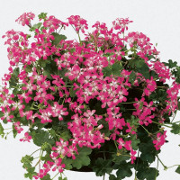 Pelargonium peltatum ´Ville de Paris Bicolor´ / Muškát previs., bal. 6 ks, 6x K7