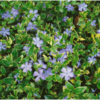 Vinca minor ´Aureovariegata´ / Zimozeleň menšia, K9