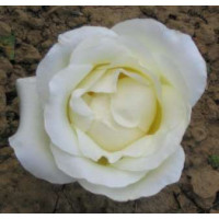 Rosa ´Climbing Virgo´ / Ruža popínavá biela, krík, BK