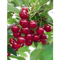 Prunus cerasus ´Nana´ / Višňa, mahalebka