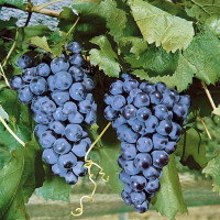 Vitis vinifera ´Muscat Blue´ / Stolové hrozno / Vinič modrý, C2