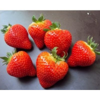 Fragaria ananassa ´Vivaldi´ / Stredne skoro plodiaca jahoda, bal. 6 ks, 6xK7