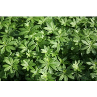 Galium odoratum BIO / Lipkavec marinkový, K12