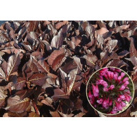 Weigela florida ´Alexandra´® / Vajgélia kvetnatá, 30-40 cm, C1,5