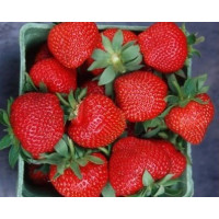 Fragaria ananassa ´Wendy´ / Skoro plodiaca jahoda, bal. 10 ks, VK