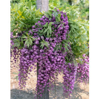 Wisteria sinensis ´Violacea Plena´ / Vistéria fialová, C2