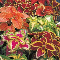 Coleus ´Wizard Mix´ / Koleus / Okrasná žihľava, bal. 6 ks, 6x K7