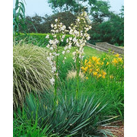 Yucca filamentosa / Juka vláknitá, K9
