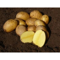 Solanum Tub. ´Agria´ / Sadbové zemiaky žlté, stredne skoré, bal. 5 kg, I.