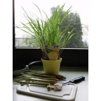 Cymbopogon citratus BIO / Citrónová tráva, K12