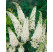 Buddleia davidii ´White Bouquet´ / Budleja biela, 40-50 cm, C1
