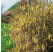 Corylus avellana ´Contorta´ / Lieska obyčajná, 100-125 cm, C12
