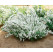 Deutzia gracilis / Trojpuk, 30-40 cm, C1,5