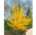 Forsythia x intermedia ´Lynwood Gold´ / Zlatý dážď / Zlatovka prostredná, 20-25 cm, K9