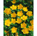 Hypericum calycinum ´Hidcote´ / Ľubovník kalíškatý, 15-20 cm, C1,5