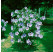 Hibiscus syriacus ´Oiseau Bleu´ / Ibištek sýrsky, 20-30 cm, K9