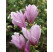 Magnolia ´George Henry Kern´ / Magnólia, 40-60 cm, C3