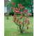 Magnolia liliflora ´Nigra´ / Magnólia ľaliokvetá, 20-30 cm, K9/K12