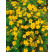 Potentilla fruticosa 'Gold Star' / Nátržník krovitý žltý, C2
