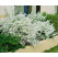 Spiraea thunbergii / Tavoľník Thunbergov, K12