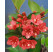 Weigela florida ´Eva Rathke´ / Vajgela kvetnatá, 30-40 cm, C2