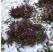 Erica darlayensis ´Kramers Rote´ / Vresovec, 15-20 cm, K12