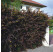 Berberis thunbergii ´Atropurpurea´ / Dráč, 30-40 cm, C2