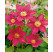 Clematis ´Crimson King´ / Plamienok červený, mladá r., K9