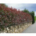 Photinia fraseri ´Red Robin´ / Červienka, 30-40 cm, C1,5