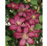 Clematis ´Ville de Lyon´ / Plamienok, 50-60 cm, C2