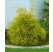 Chamaecyparis pisifera ´Filifera Aurea´ / Cypruštek, 40-50 cm, C2