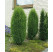 Juniperus communis ´Hibernica´ / Borievka, 15-20 cm, K9