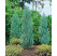 Juniperus scopulorum ´Blue Arrow´ / Borievka  Modrý šíp, 60-80 cm, C4