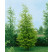 Metasequoia glyptostroboides / Metasekvoja čínska, 60-80 cm, C3